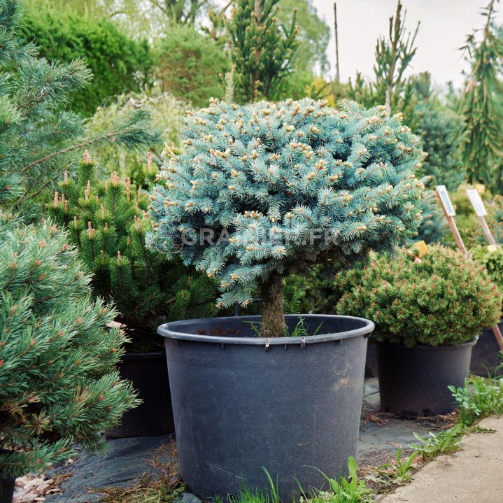 Blue fir, blue spruce of colorado, picea pungens glauca image